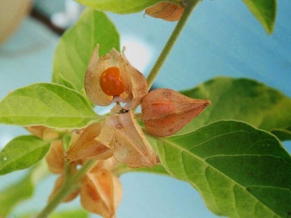 ASHWAGANDHA